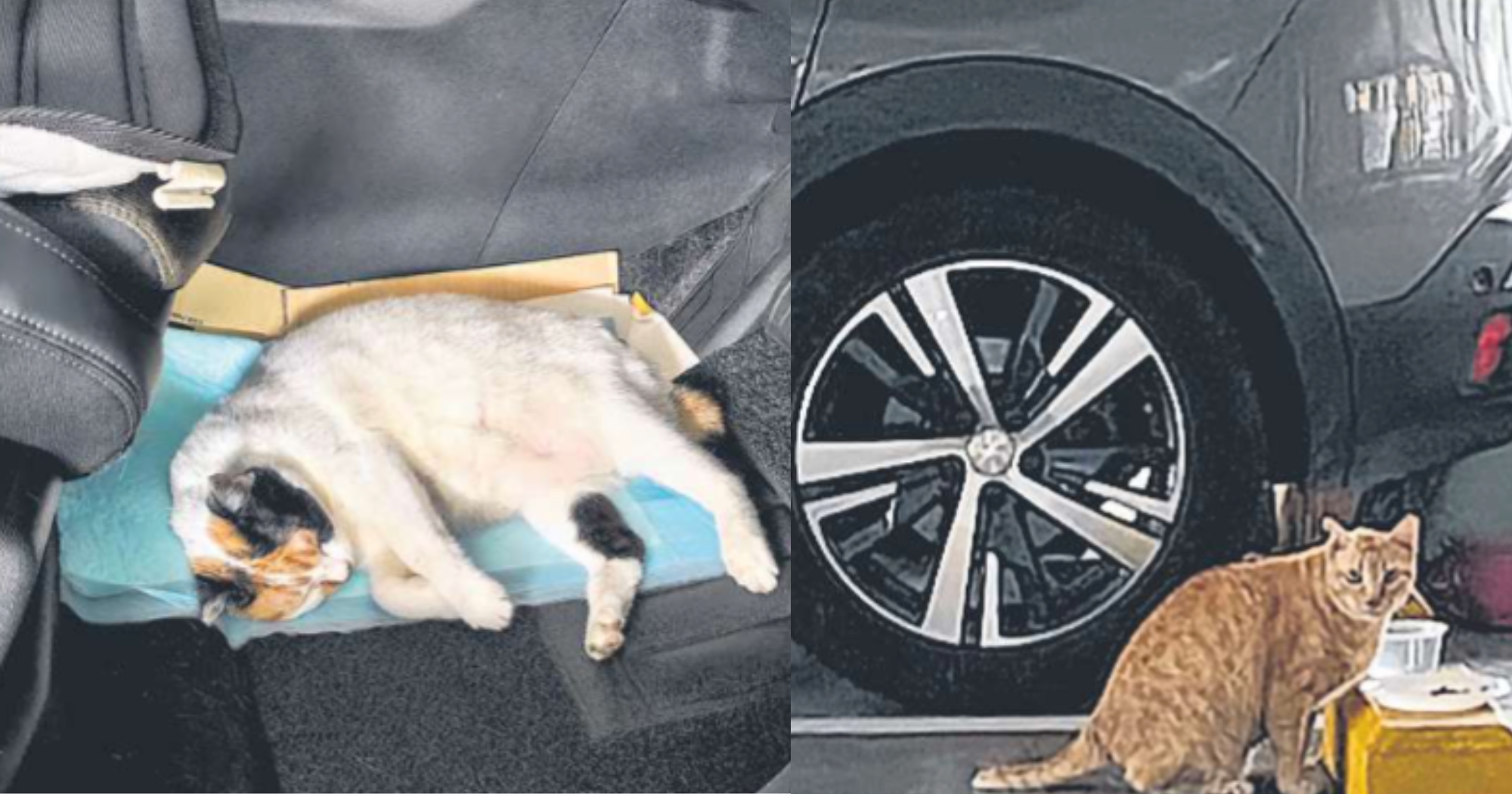 Man lets cats sleep in his car in Yishun car park