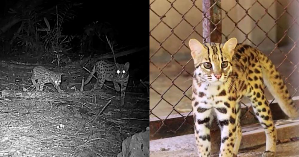 NParks to relocate 5 endangered leopard cats in Changi to other suitable habitats in S'pore
