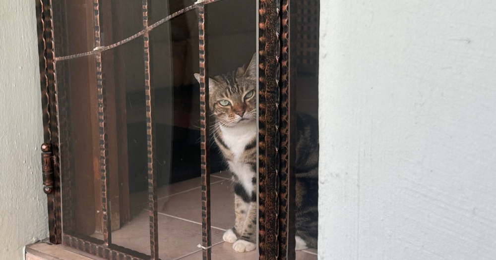 Approved cat fosterers can keep up to 6 cats in HDB flats & 10 in private premises from Aug. 3 under pilot scheme
