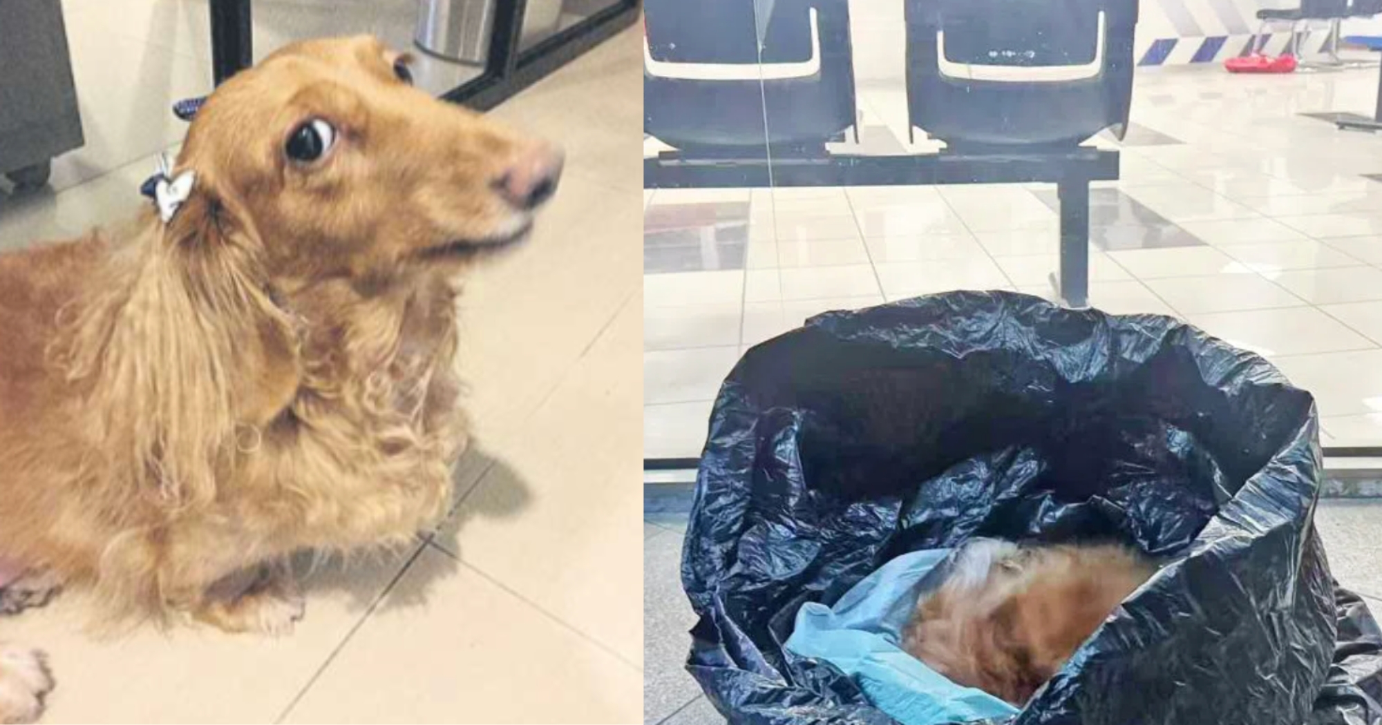 S'pore pet cremation firm staff allegedly collected dead pet dog & dumped body into rubbish bin below block
