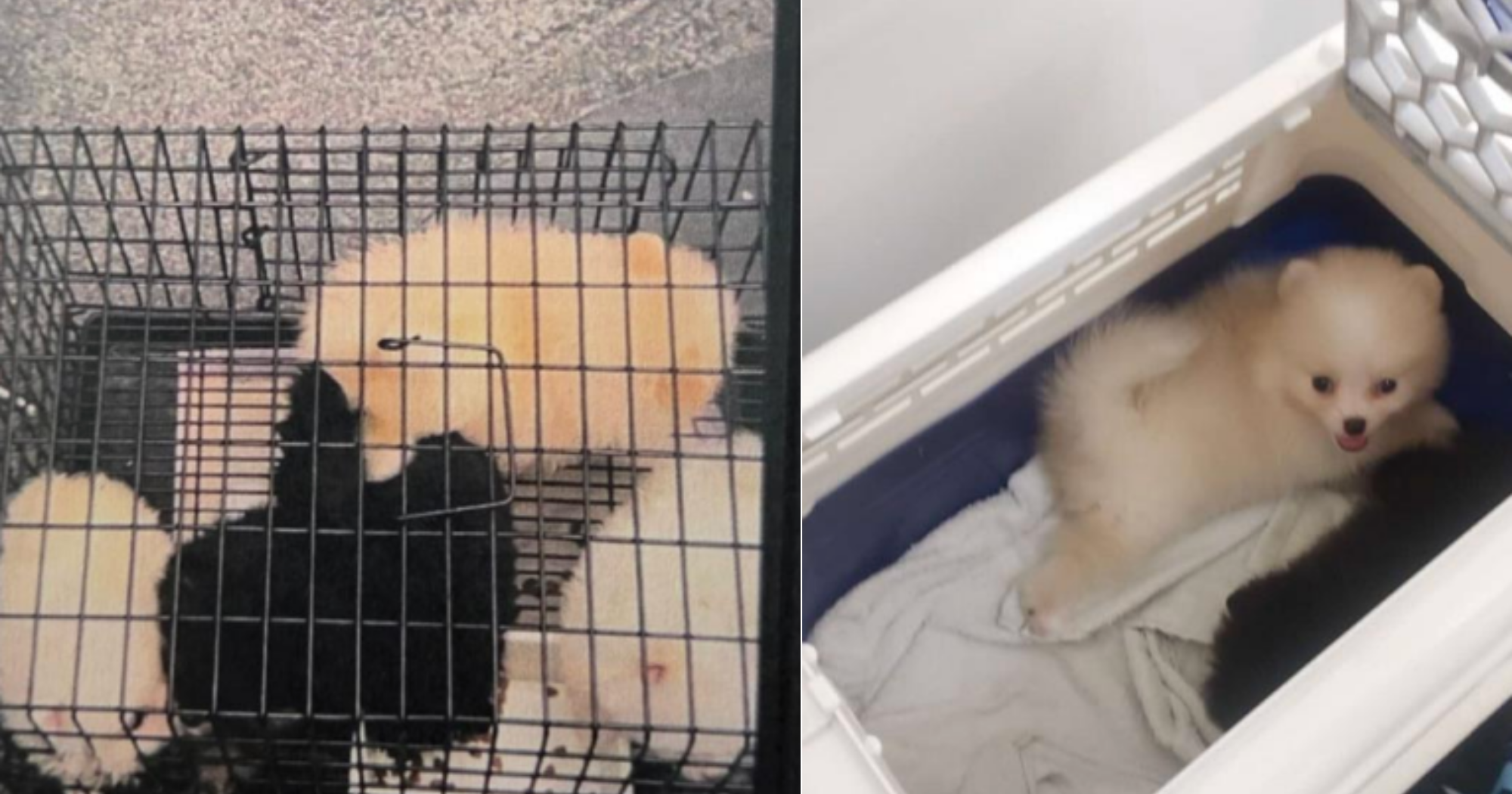 S’porean woman, 28, facilitated smuggling & sale of puppies from M’sia into S’pore, given 19 weeks & 3 days’ jail & S$5,000 fine