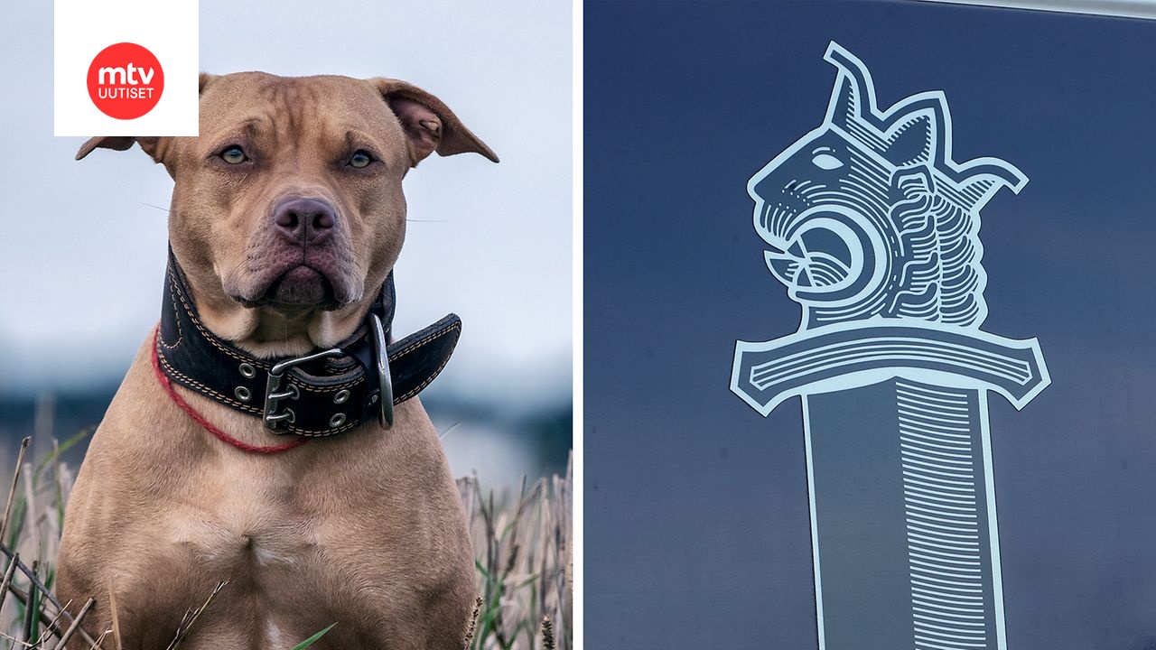 MTV:n tiedot: Siuntiossa naista raadellut koira oli amerikanpitbullterrieri