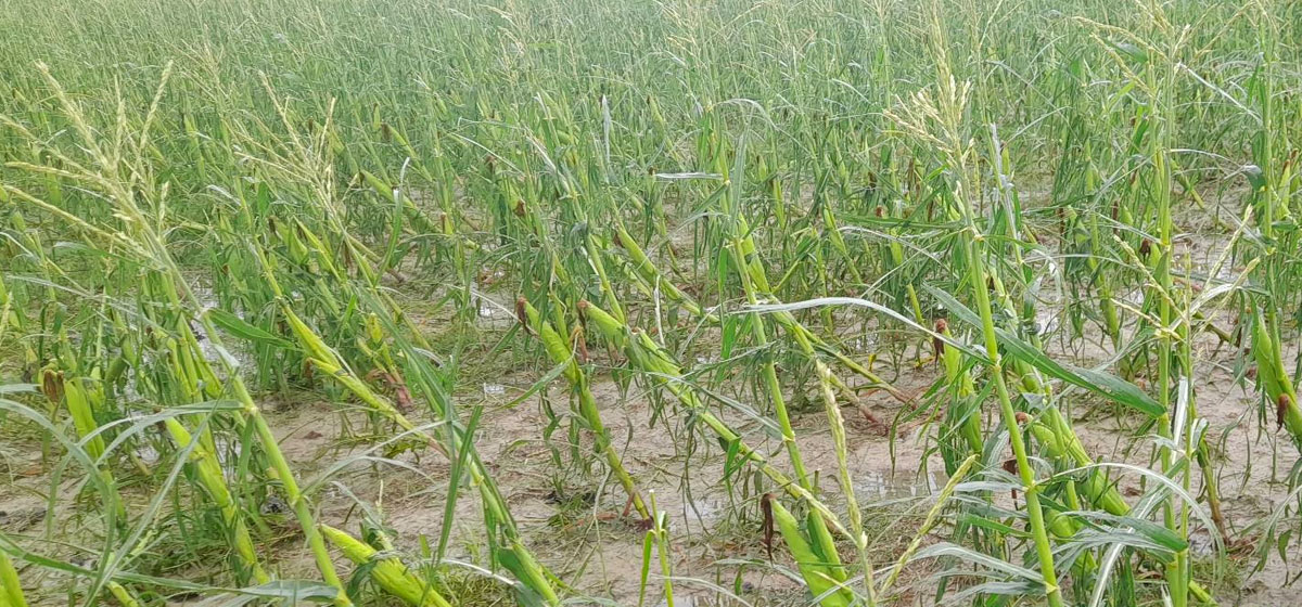 असिनापानीले कृषि क्षेत्रमा तीन अर्बभन्दा बढी क्षति