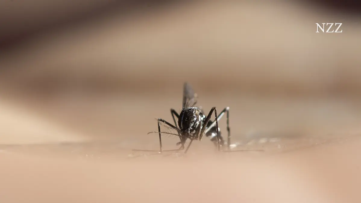 Grosse Überwachung von kleinen Insekten: wie sich das Tessin gegen die Tigermücke wehrt