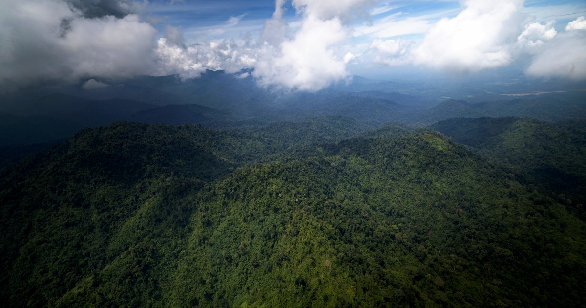 Don't panic when lost in the jungle, use 'STOP' formula - Security expert
