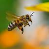 10 Amazing Facts About Bees You Probably Didn’t Know