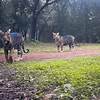 World's Rarest Tigers In One Frame: Melanistic Tigress And Her Three Cubs Spotted In Odisha's Similipal Reserve