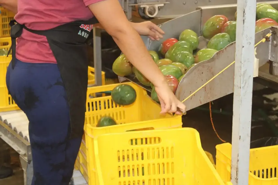 Por violencia, empaques de mango de Escuinapa no fueron certificados por EU