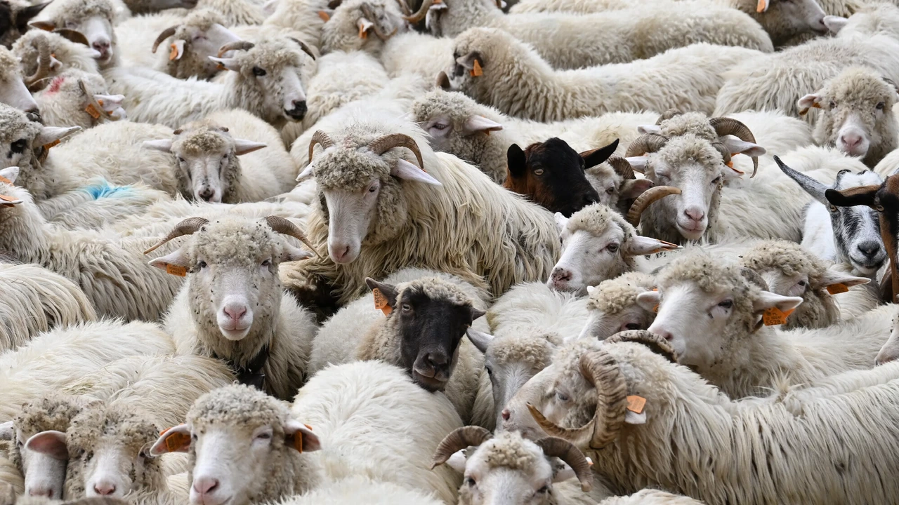Shamondavirus-dode was uitzonderlijk, geen reden tot paniek volgens Frankrijk