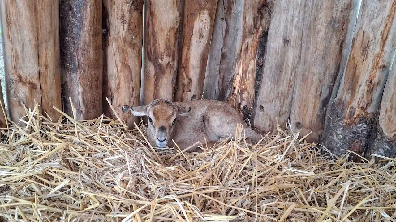Kalf van ernstig bedreigde mhorrgazelle-soort geboren in Brabantse dierentuin