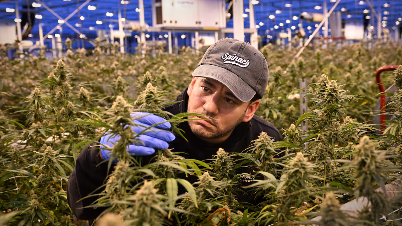 Van Marlboro naar marihuana: tabaksreus stapt in legale Nederlandse wiet