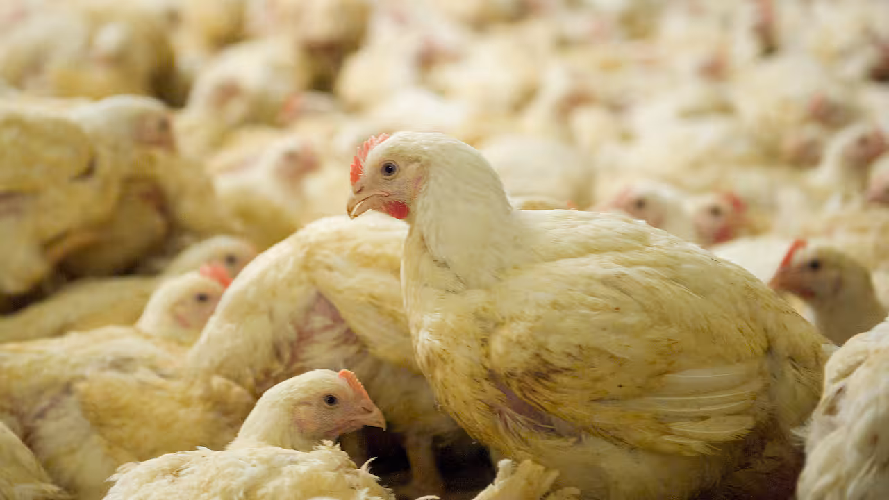 Hogere boetes voor bedrijven die dieren mishandelen: 'Rotte appels aanpakken'