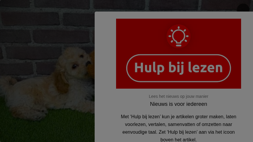 Gemeente greep jaren niet in bij omstreden fokker met te veel honden