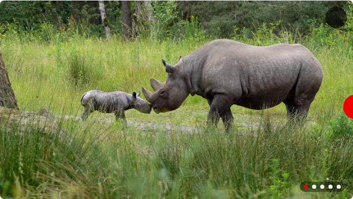 Pasgeboren puntlipneushoorn laat zich voor het eerst zien: 'Heel bijzonder'