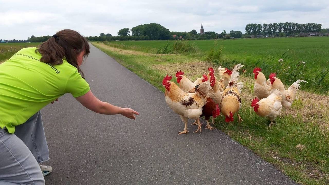 Tientallen hanen gedumpt in Haren: 'Dieren zijn geen wegwerpartikelen'