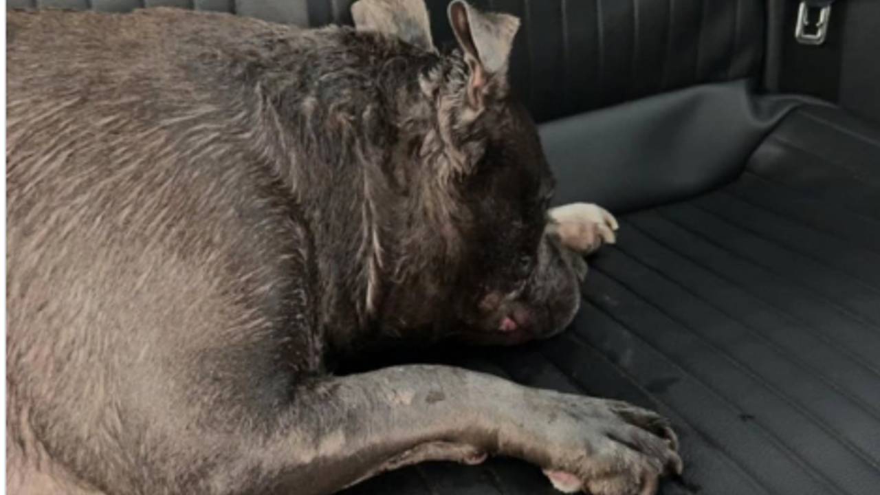 Politie brengt oververhitte hond met spoed naar dierenziekenhuis
