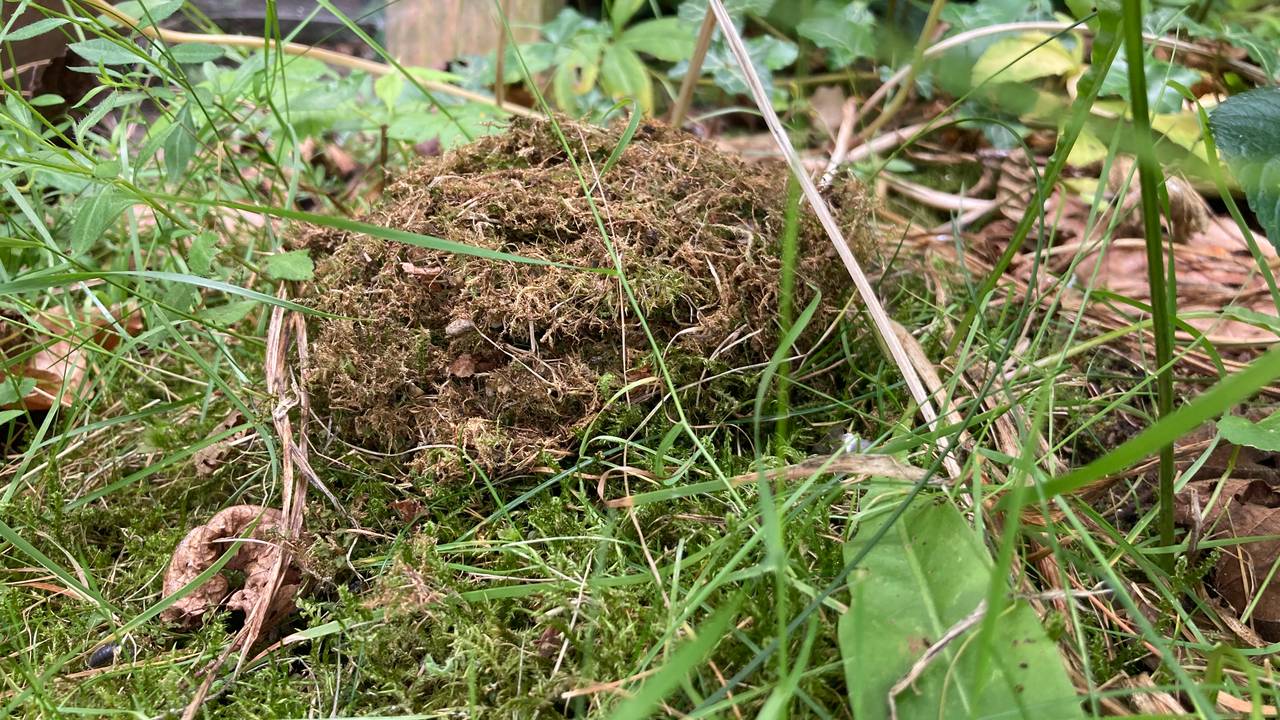 Het nest dat Hanneke op de grond zag liggen, is volgens Frans heel gaaf