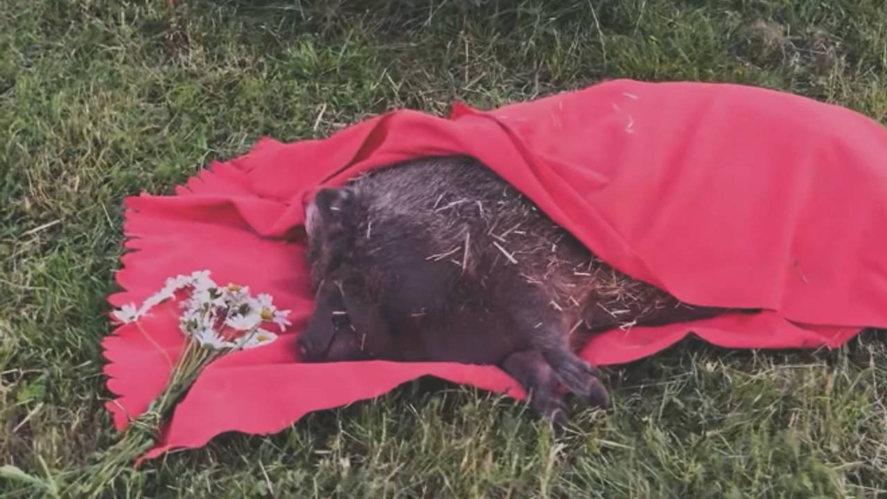 Uit huis geplaatste Pumba is overleden: 'Bedankt voor de mooie tijd'