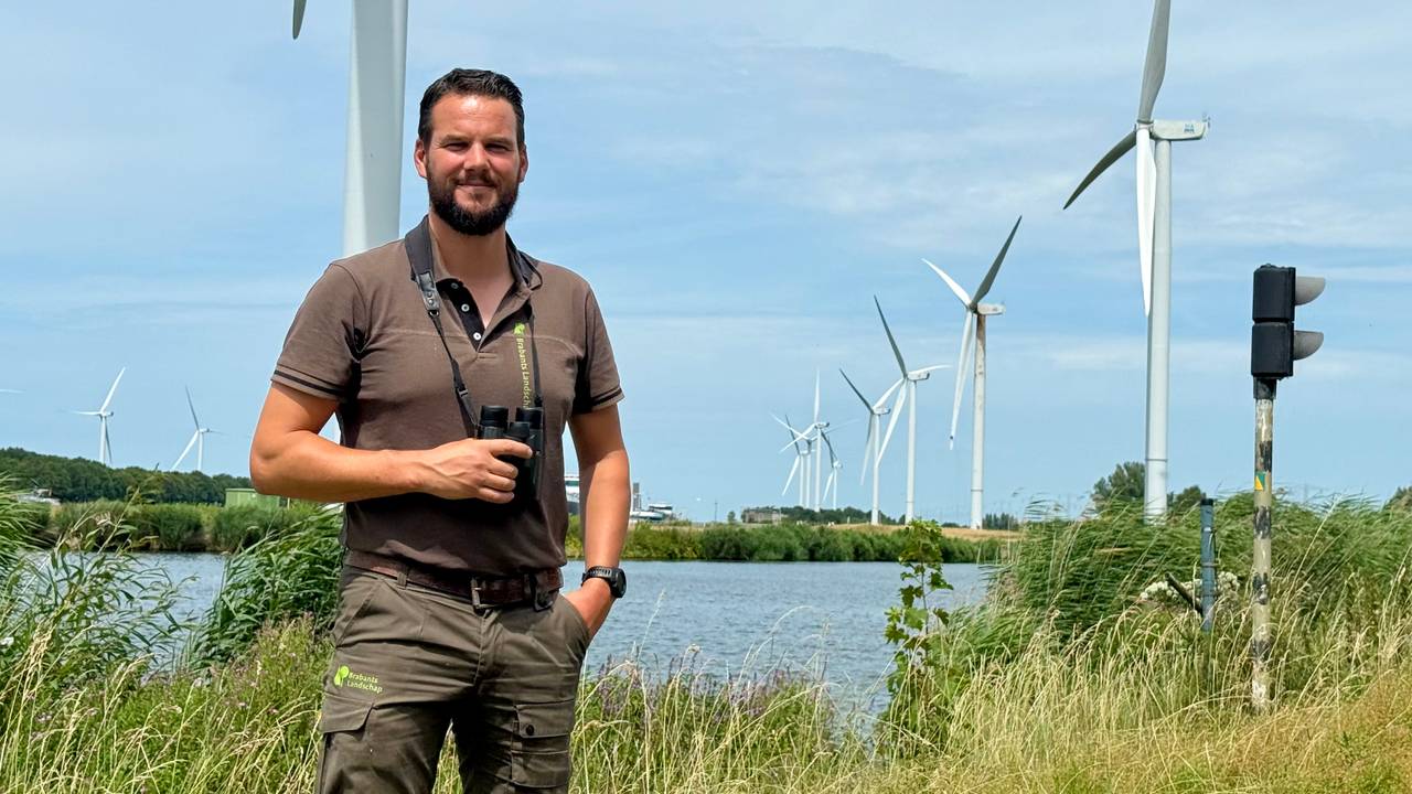 Wind farm takes measures to protect 'Brabant' white-tailed eagles