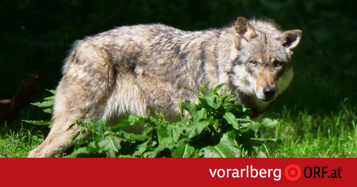 WWF: Kritik an „rechtswidrigen“ Wolfsabschüssen