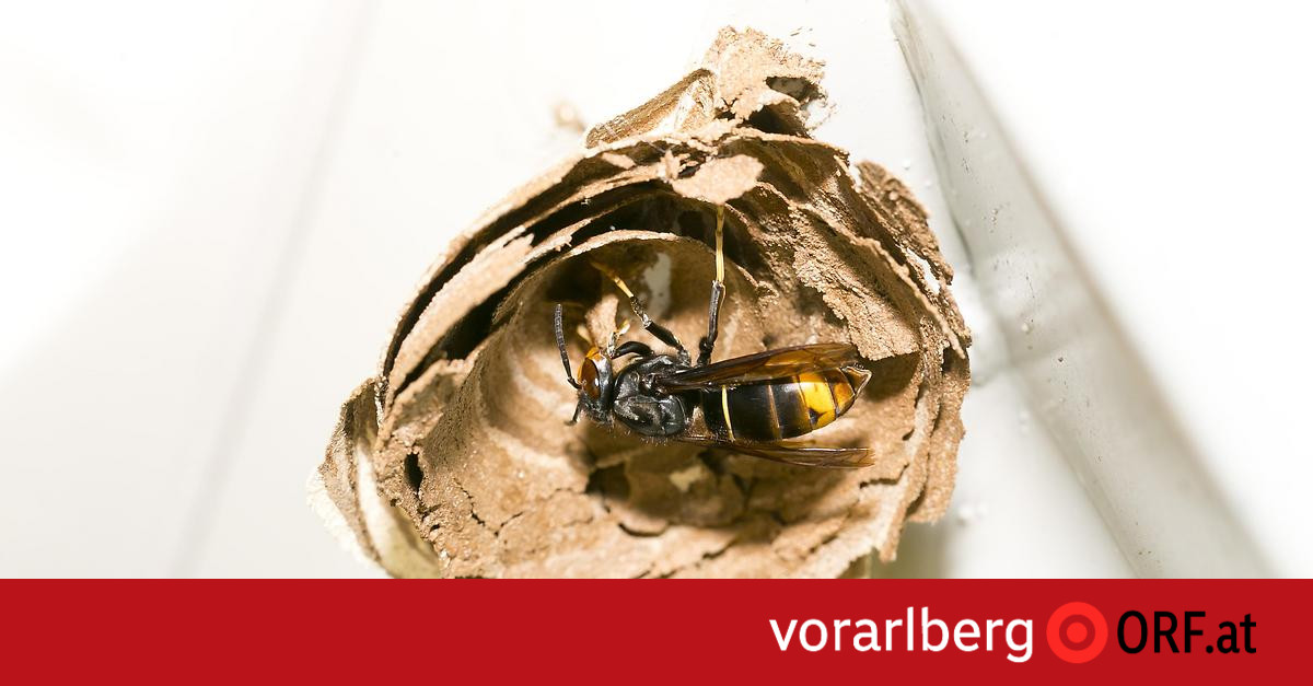 Eingeschleppte Art: Nester der Asiatischen Hornisse in Lustenau