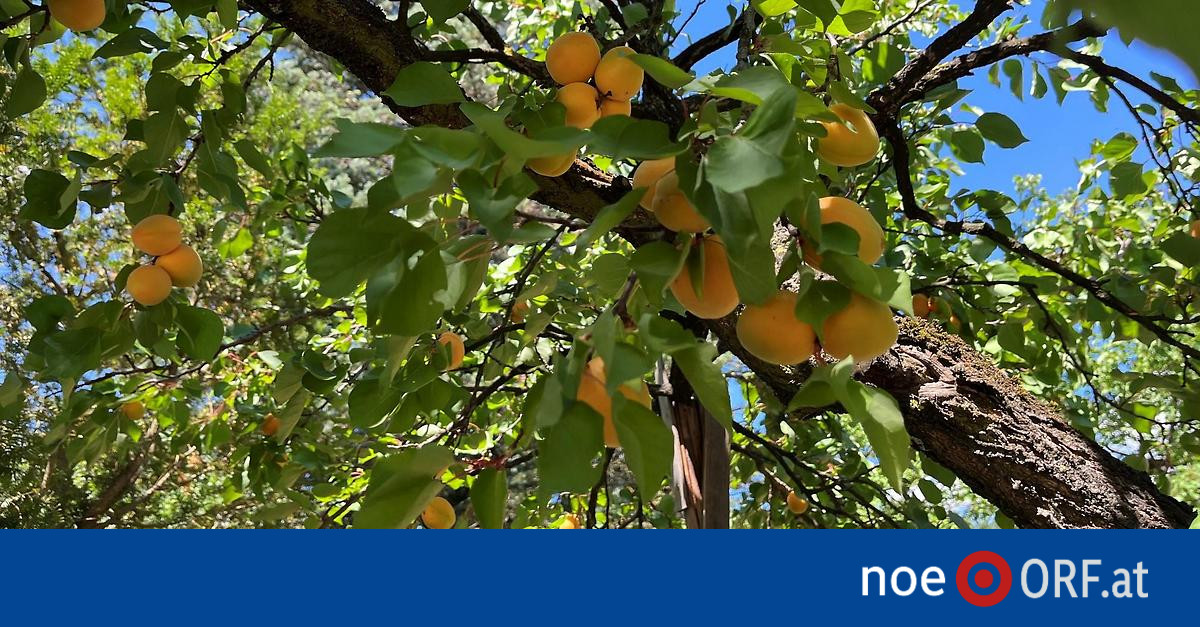 Landwirtschaft: Verfrühter Erntebeginn bei Wachauer Marillen