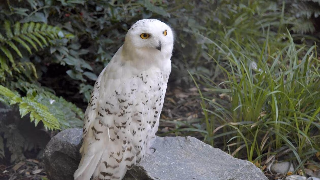 Harry Potter's owl joins the list of protected migratory species