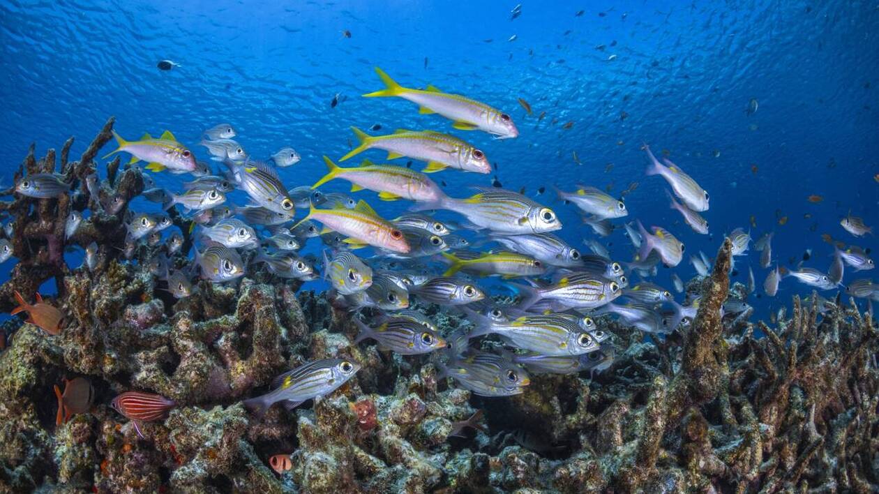 Un épisode El Niño de forte intensité « de plus en plus probable » à partir de la mi-2026, selon l’Onu