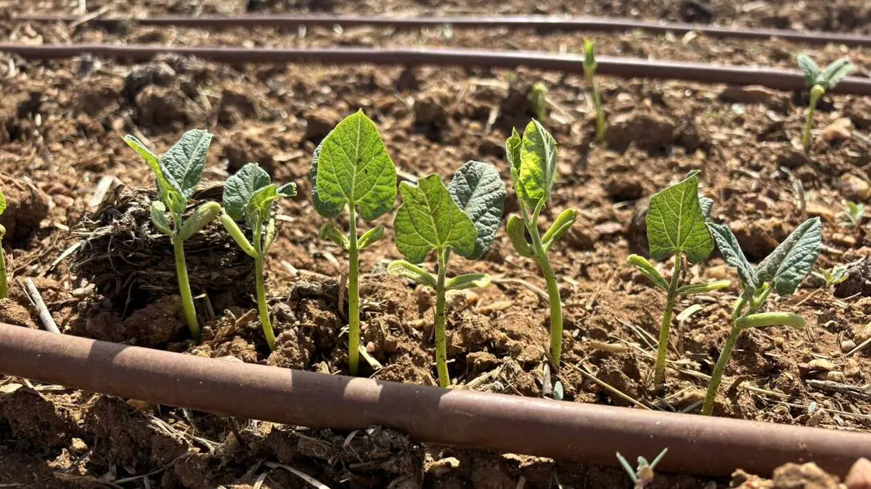 DIRECT. Potager et canicule : comment protéger vos plantes de la chaleur ? Une experte vous répond