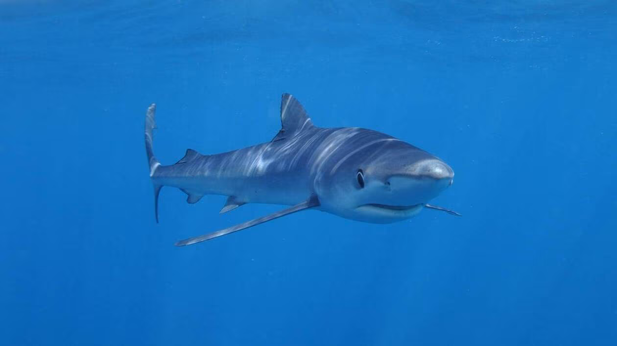 Australie : un plongeur tué par un requin de 4,5 mètres