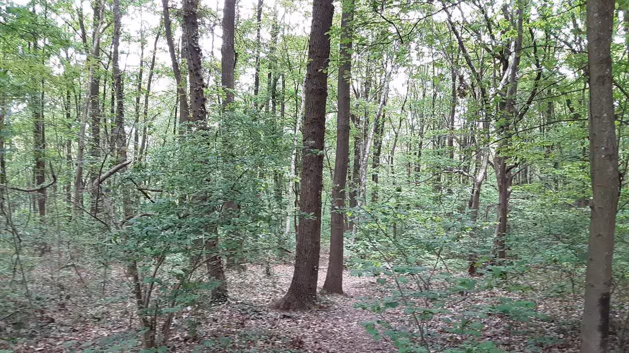 Forêt : neuf réserves biologiques créées ou étendues en France, la plus grande en Guyane