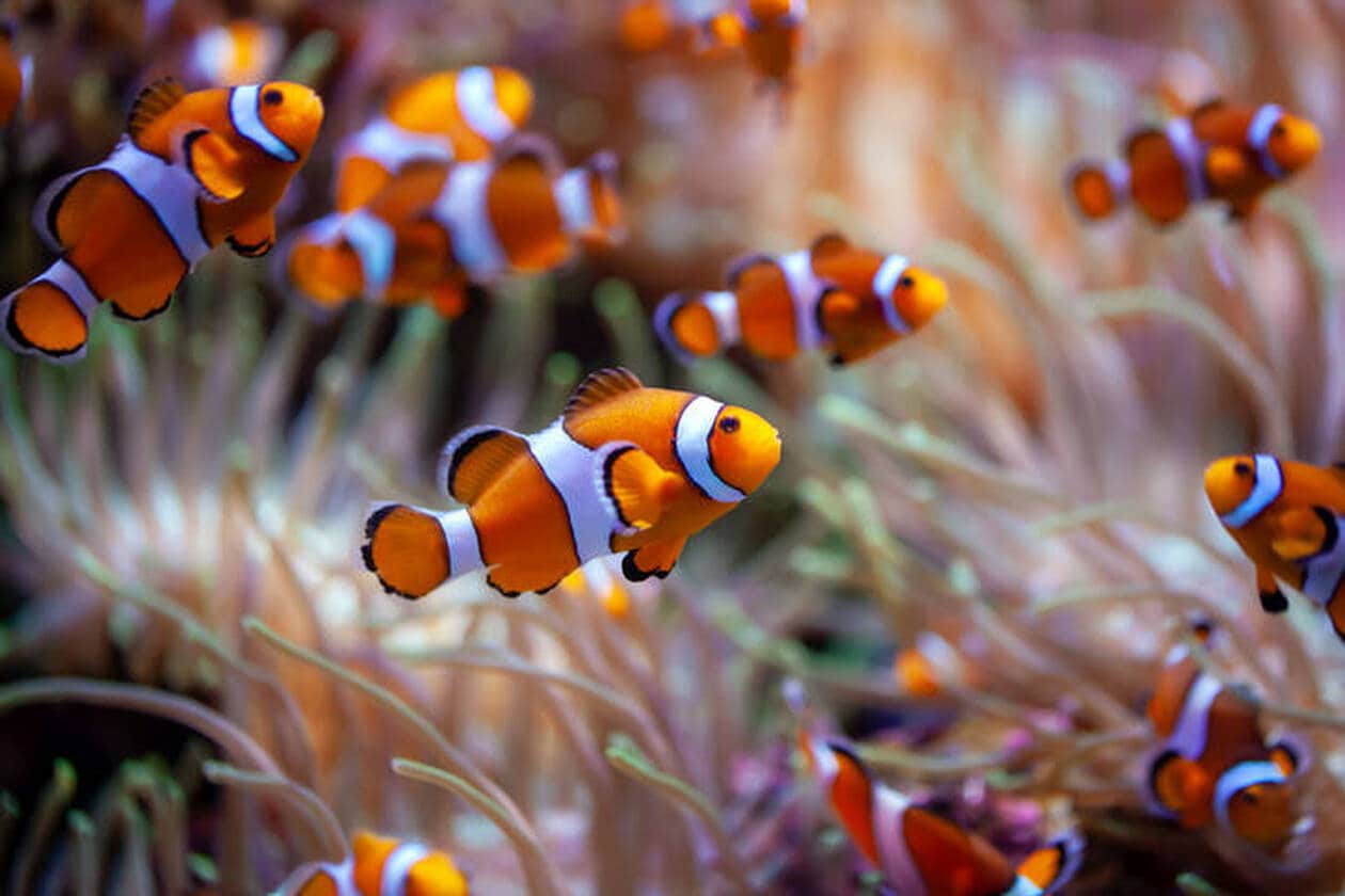 Face aux vagues de chaleur, l’incroyable ingéniosité de ces poissons capables de contrôler leur croissance