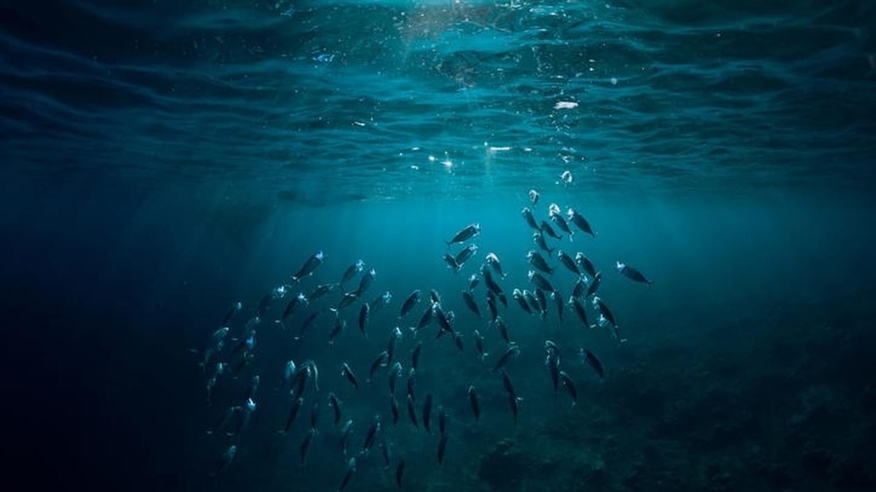 Les océans mondiaux ont atteint un pic de chaleur en juin