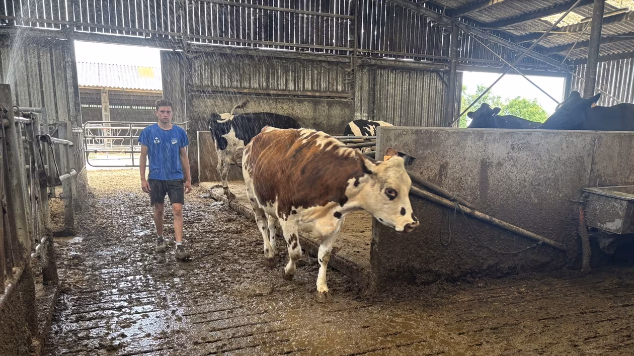 Battages nocturnes, brumisateurs… Ces agriculteurs de Loire-Atlantique se préparent au retour de la chaleur