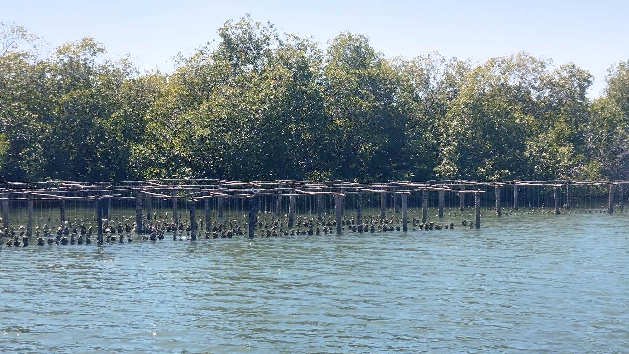 La pesca y la armonía con el medio ambiente