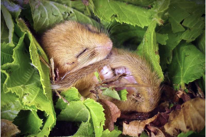 Britain's hibernating hazel dormice are getting lighter in spring as temperatures rise, study suggests