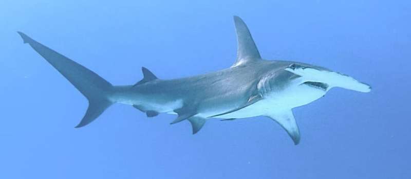 Great hammerheads maintain peak hunting across wide temperature swings, biologging data suggest