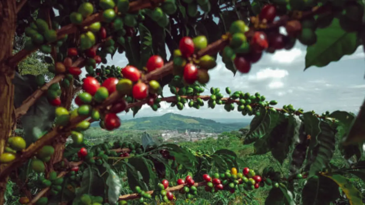 Fedecafeteros y Minhacienda acuerdan posponer reunión sobre contrato de administración del Fondo del Café