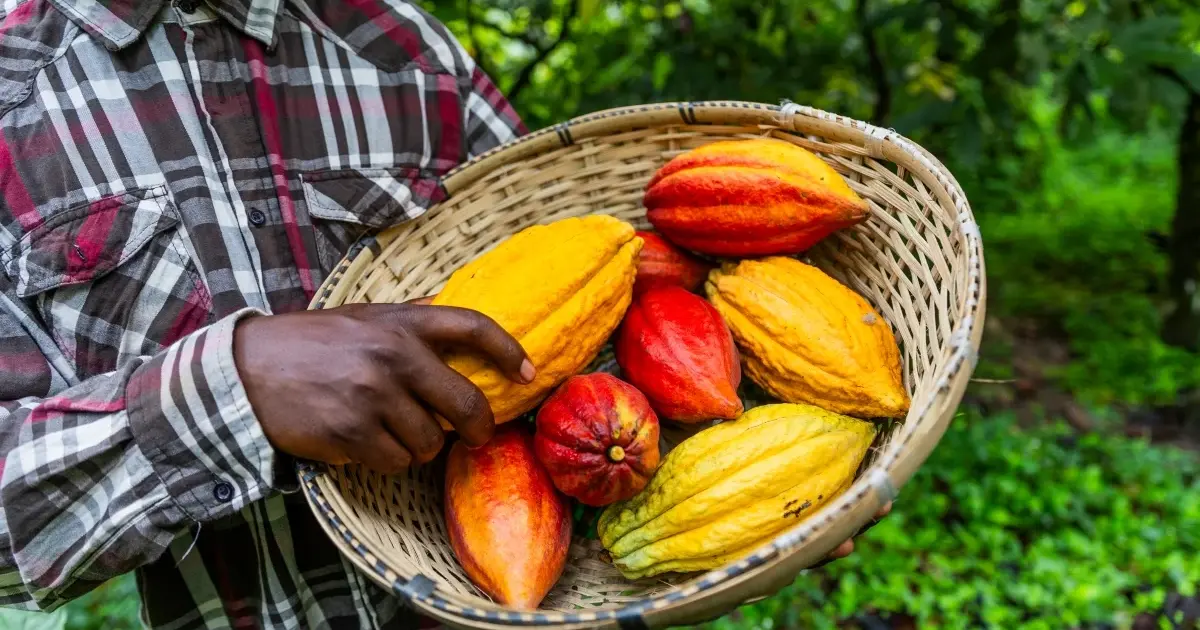 COCOBOD releases GH¢2.6 billion to pay cocoa farmers and clear delayed payments