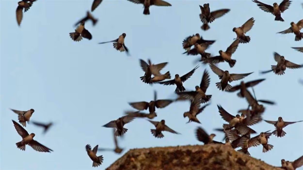 Nombre record de martinets ramoneurs dénombrés en 2025 : que s’est-il passé?. Photo : Radio-Canada