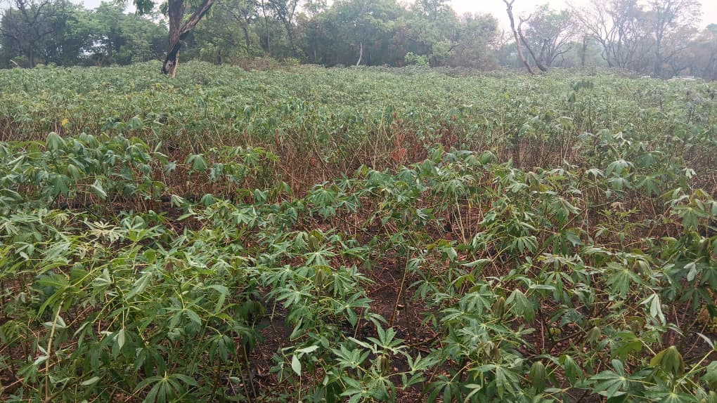 La FAO assiste plus de 5000 ménages vulnérables affectés par des conflits au Tanganyika