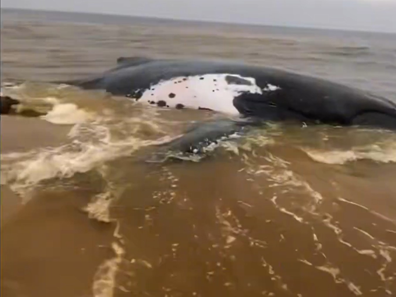 Death of a whale on Muanda beach: ICCN warns the local population