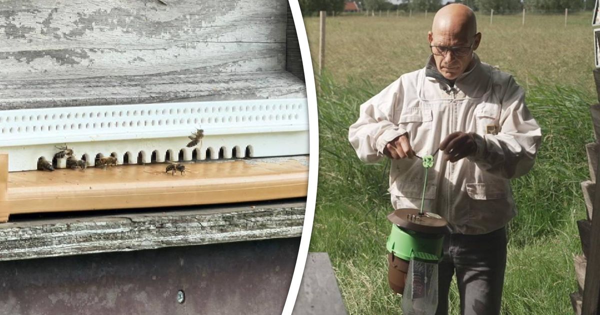 Imkers gaan Aziatische hoornaar te lijf met lokstof in vallen: 'Hij eet al onze bijen op'