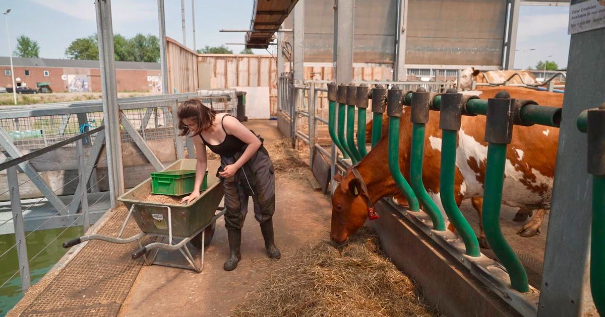 Extreme hitte: Koeien van de Floating Farm hebben het 'perfect' | Kinderen koelen af na school
