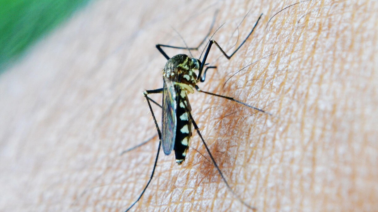 Kann Dengue-Féiwer iwwerdroenTigermustik zu Bouneweg nogewisen01.09.2026