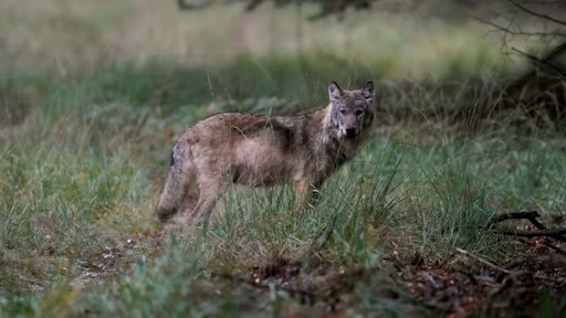 792 Woo-verzoeken over de wolf: provincie spreekt van misbruik