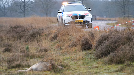 Doodgeschoten en opzettelijk aangereden: bewijs voor wolvenstroperij