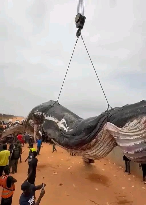 Kongo Central: enfouissement sécurisé de la carcasse de la baleine qui s’est échouée à Muanda