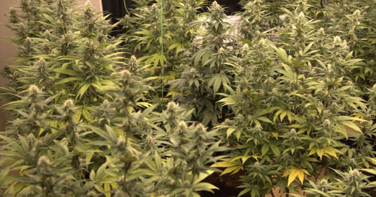 No one in custody due to cannabis cultivation in Reykholt - RÚV.is