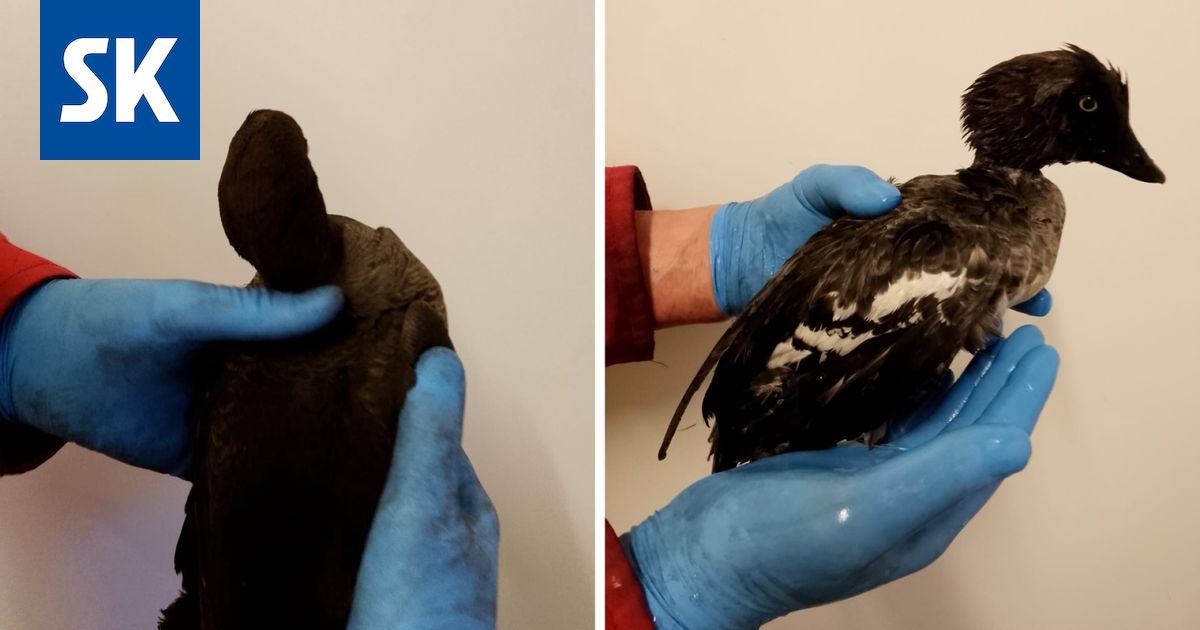 Eläimet|Toiminta jatkuu sittenkin – Satakunnan villieläinten auttajille 40 000 euroa lahjoituksia